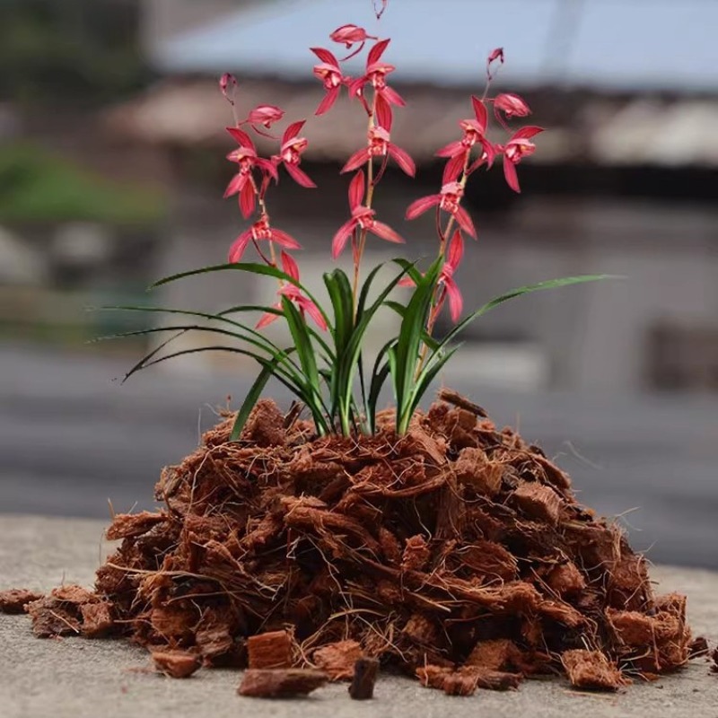 Coconut Coir Brick with Organi - Sphagnum Moss Dry 评论和价格