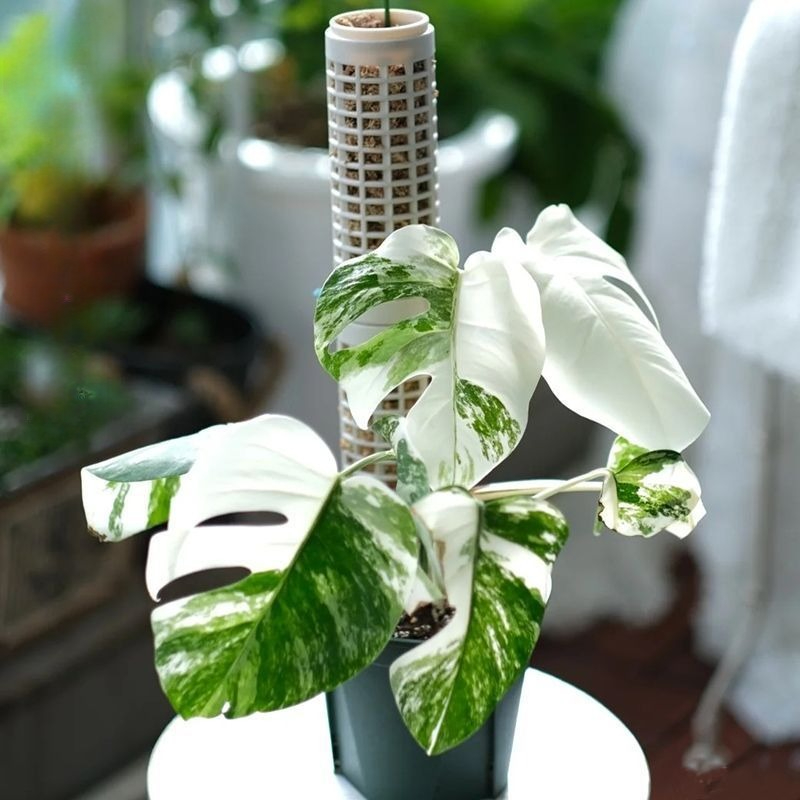 6pcs White Modular Vertical Pl - Sphagnum Moss Dry 评论和价格